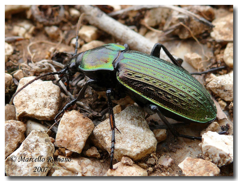 Una bella forma cromatica del Carabus morbillosus alternans